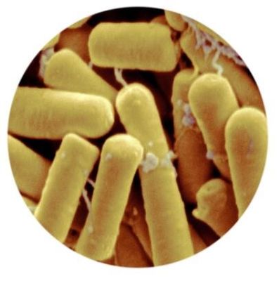 Bacillus Thuringiensis 50000 IU Mg WP